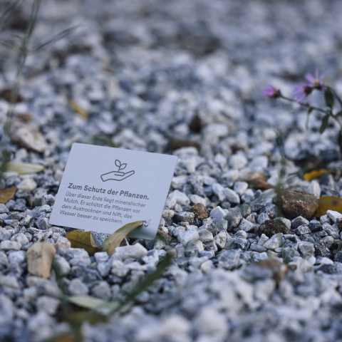 Beet mit mineralischem Mulch an der Mobilitätsstation Römerstraße